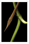 Langaha madagascariensis (leafnose snake) - male by Anonymous