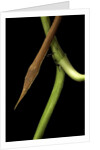 Langaha madagascariensis (leafnose snake) - male by Anonymous