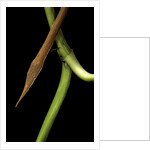 Langaha madagascariensis (leafnose snake) - male by Anonymous