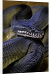 Leiopython albertisii (white-lipped python) by Anonymous