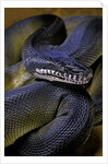 Leiopython albertisii (white-lipped python) by Anonymous