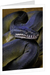 Leiopython albertisii (white-lipped python) by Anonymous