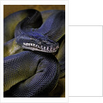 Leiopython albertisii (white-lipped python) by Anonymous