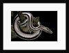 Lichanura trivirgata trivirgata (mexican rosy boa) by Anonymous