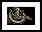 Lichanura trivirgata trivirgata (mexican rosy boa) by Anonymous