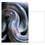 Loxocemus bicolor (mexican burrowing python) by Anonymous