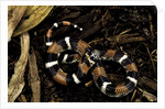 Lystrophis semicinctus (hognose snake) by Anonymous