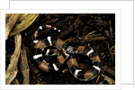 Lystrophis semicinctus (hognose snake) by Anonymous