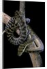 Morelia amethistina (amethyst python) by Anonymous