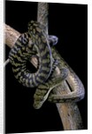 Morelia amethistina (amethyst python) by Anonymous