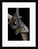 Morelia amethistina (amethyst python) by Anonymous