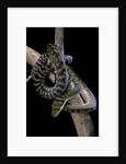 Morelia amethistina (amethyst python) by Anonymous