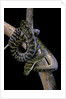 Morelia amethistina (amethyst python) by Anonymous