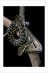 Morelia amethistina (amethyst python) by Anonymous