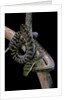 Morelia amethistina (amethyst python) by Anonymous
