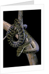 Morelia amethistina (amethyst python) by Anonymous