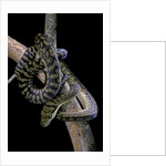 Morelia amethistina (amethyst python) by Anonymous
