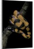 Bothrochilus boa (Bismarck ringed python) by Anonymous