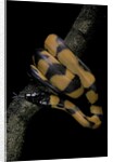 Bothrochilus boa (Bismarck ringed python) by Anonymous
