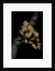 Bothrochilus boa (Bismarck ringed python) by Anonymous