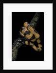 Bothrochilus boa (Bismarck ringed python) by Anonymous
