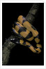 Bothrochilus boa (Bismarck ringed python) by Anonymous