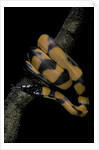Bothrochilus boa (Bismarck ringed python) by Anonymous