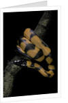 Bothrochilus boa (Bismarck ringed python) by Anonymous