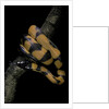 Bothrochilus boa (Bismarck ringed python) by Anonymous