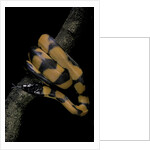 Bothrochilus boa (Bismarck ringed python) by Anonymous