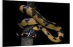 Bothrochilus boa (Bismarck ringed python) by Anonymous