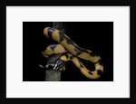Bothrochilus boa (Bismarck ringed python) by Anonymous