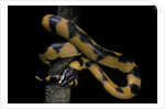 Bothrochilus boa (Bismarck ringed python) by Anonymous