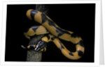 Bothrochilus boa (Bismarck ringed python) by Anonymous