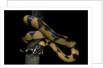 Bothrochilus boa (Bismarck ringed python) by Anonymous