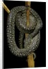 Morelia spilota (carpet python) by Anonymous