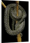 Morelia spilota (carpet python) by Anonymous