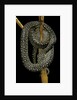 Morelia spilota (carpet python) by Anonymous