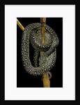 Morelia spilota (carpet python) by Anonymous