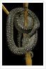 Morelia spilota (carpet python) by Anonymous