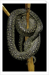 Morelia spilota (carpet python) by Anonymous
