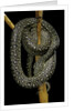 Morelia spilota (carpet python) by Anonymous