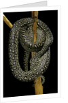 Morelia spilota (carpet python) by Anonymous