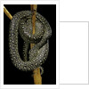 Morelia spilota (carpet python) by Anonymous