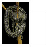 Morelia spilota (carpet python) by Anonymous
