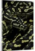 Morelia spilota cheynei (jungle carpet python) by Anonymous