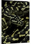 Morelia spilota cheynei (jungle carpet python) by Anonymous
