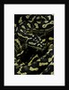 Morelia spilota cheynei (jungle carpet python) by Anonymous
