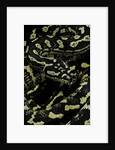Morelia spilota cheynei (jungle carpet python) by Anonymous