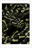 Morelia spilota cheynei (jungle carpet python) by Anonymous